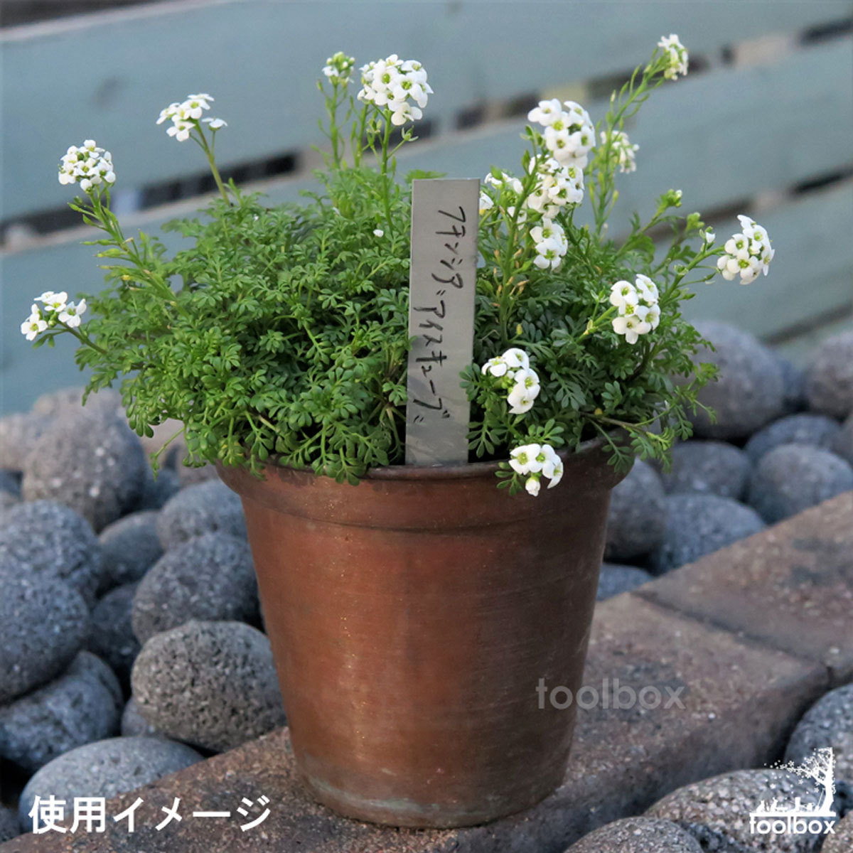 【LINEでクーポン配布中】【亜鉛製プランツラベル スモールプランツラベル 10枚セット】」 ローズラベル プランツネーム 園芸用ラベル プラントマーカー 植物ラベル ガーデンラベル ネームプレート フラワープランツマーカー フラワーラベル