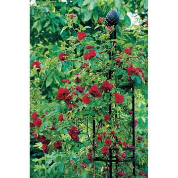 【Oberisk1 R2/オベリスク　1R2】本格派 ドイツ製 ガーデニング 庭いじり エクステリア 飾り バラ 薔薇 クレマチス 蔓植物 上質 おしゃれ 丈夫