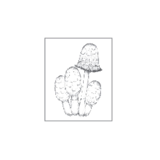 Rakuten - オスコラボ 森のキノコスタンプ#2 小 MK2_S003