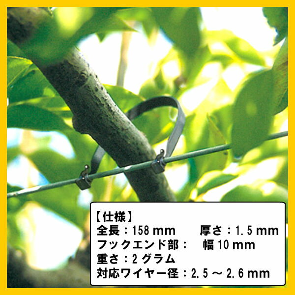 バンドー留め吉 【 トレリスバンド Fruit...の紹介画像2