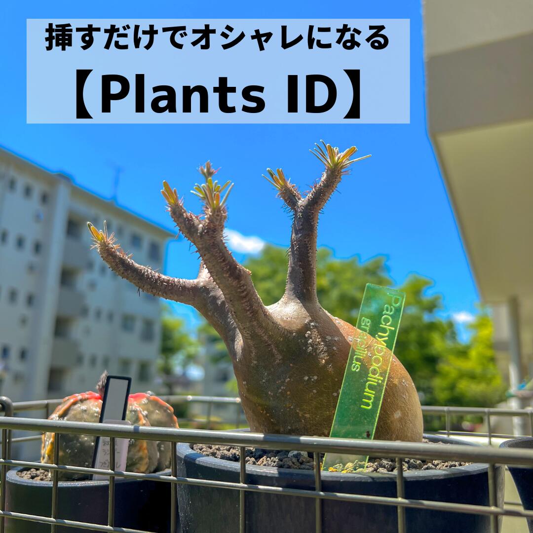 植物 名前 ラベル タグ 【 Plants ID 】ネームタ