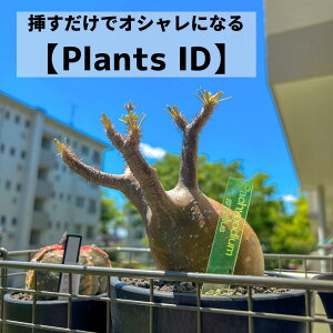 ʪ ̾ ٥   Plants ID ۥ͡ॿ 3mm ꥸʥ ¿ʪ ͡ץ졼 ץȥޡ  Ʃ  ݥ٥ ǥ˥ ٥  饭ꥹ ʪ 桼եӥ ܥƥ ϥ