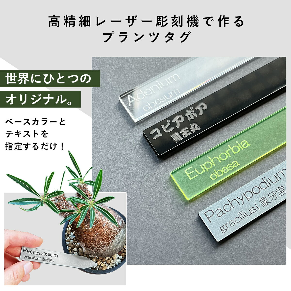 植物 名前 ラベル タグ 【 Plants ID 】 1mm/2mm/3mm オリジナル 多肉植物 ネームプレート プラントマーカー 黒 透明 アクリル 木製 園芸ラベル ガーデニングラベル アガベ グラキリス 塊根植物 ユーフォルビア サボテン ハオルチア 2