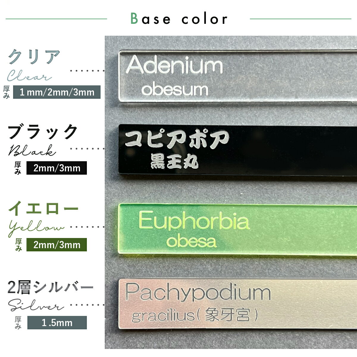 ��ʪ ̾�� ��٥� ���� �� Plants ID �� 1mm/2mm/3mm ���ꥸ�ʥ� ¿����ʪ �͡���ץ졼�� �ץ��ȥޡ����� �� Ʃ�� ������� ���� ��ݥ�٥� �����ǥ˥󥰥�٥� ������ ���饭�ꥹ ������ʪ �桼�ե���ӥ� ���ܥƥ� �ϥ������