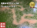 ミジンコ 0.5g~【タマミジンコ】必要量ご選択下さい