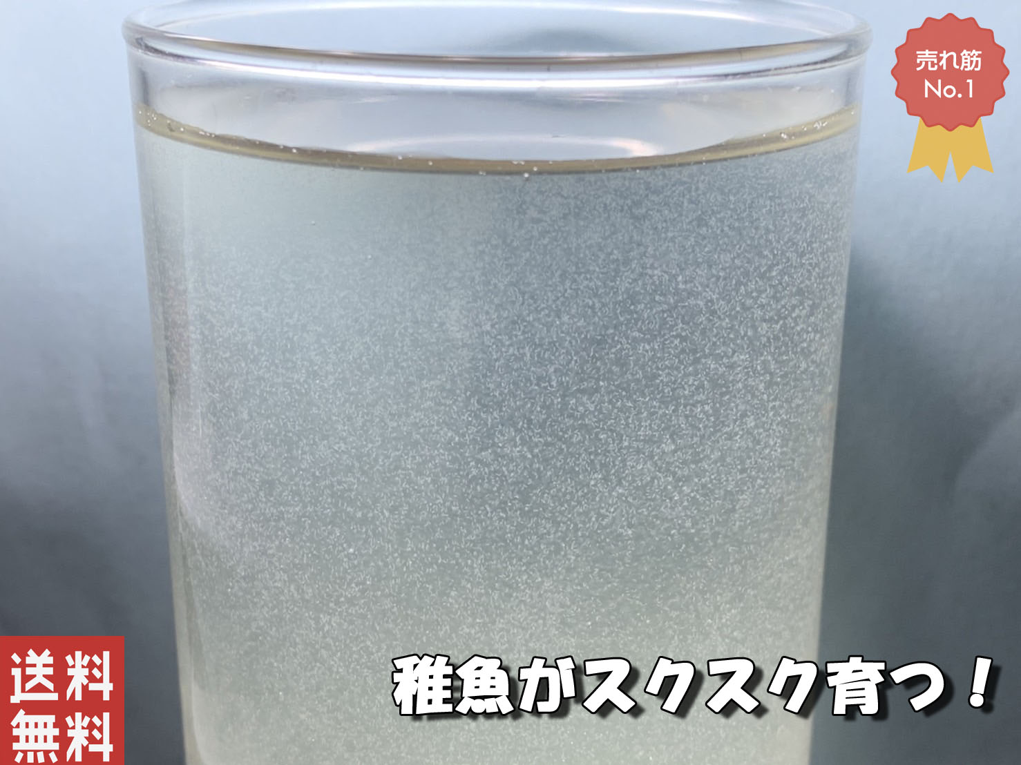 ゾウリムシをご購入後、「ゾウリムシが入っていない」「説明書通りに行ったがゾウリムシがいない」等のお問い合わせが大変多いのですが ゾウリムシは0.2mm程の生物で、肉眼で確認するのはなかなか難しいです。 確認の方法としましては、透明度の高いガラスやペットボトルに入れて頂き、虫眼鏡、ルーペ等を使用しライトを当てながら観察して頂くとわかりやすいかと思います。 当方では生体を確認し出荷をしておりますので、入っていないという事は御座いませんので、宜しくお願い致します。 動画は当店で販売しておりますグリーンウォーター（クロレラ水）にて、産まれて3日目のメダカの稚魚とゾウリムシの様子です。 クロレラ水を使用する事でゾウリムシが繁殖するので、ミジンコが口にできる大きさまで成長可能です。 ★北海道、中国、四国、九州、沖縄、その他離島への発送は 別途速達料金が加算されますのでカート画面にてご確認下さい。当店は観賞魚販売店、各教育施設、研究施設等に納品させて頂いております。 品質最優先を常に心掛けております。 ゾウリムシ インフゾリア ・300ml 付属無し こちらはゾウリムシの培養経験のある方向け商品です。 説明や餌などは必要ないので種水のみ必要という方に最適です。 ・500ml 餌6錠 説明書付き はじめてゾウリムシを培養してみたい方向けです。 餌6錠に説明書が付属致します。 ・900ml 餌10錠 説明書付き 更に大容量が必要な方向け商品です。 メダカの稚魚の一番の死因は、餌を食べられない事によるものが殆どです。 メダカの稚魚は生まれてから約48時間後に餌を食べ始めますが、 自然界と違い、飼育下では餌を好きな時に食べることができません。 しかも成魚と違い、1日に何回も与えなければなりません。 ゾウリムシは人口餌と違い、生餌ですので水を汚しません。 入れておけば稚魚が好きな時に捕食できます。 稚魚にとって、これ以上ない餌となりますので、是非ご利用くださいませ。 ★使用方法 与える目安としましては、飼育水1リットルに対して約10ml（ペットボトルのキャップ2杯程）与えてください。 与える量はあくまで目安ですので、飼育匹数や水槽環境により異なります。