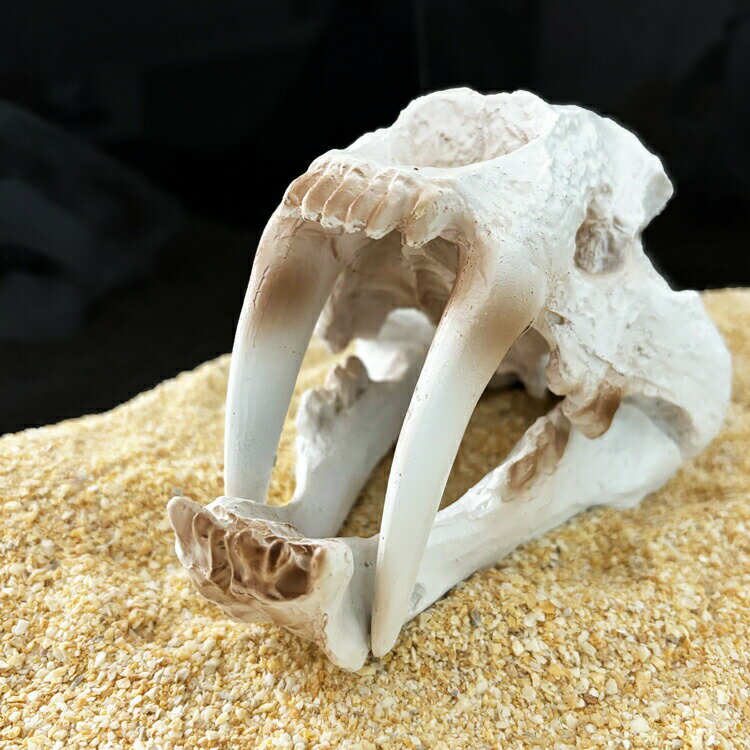 楽天市場】サーベルタイガー 頭蓋骨の通販 楽天市場】サーベルタイガー 頭蓋骨の通販