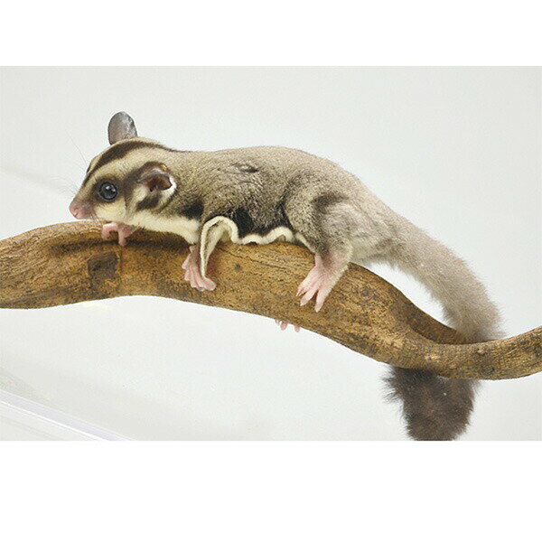 スパイラルパーチ L45 J45 SANKO(...の紹介画像3