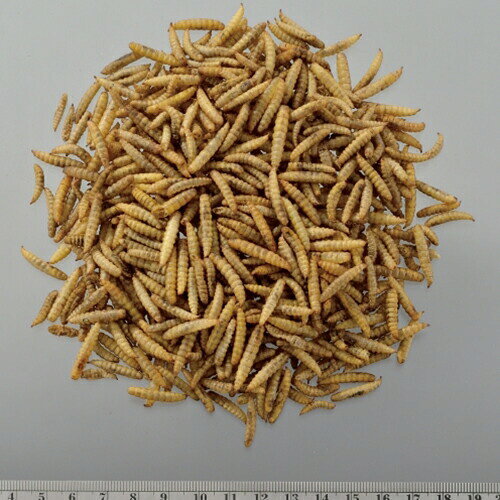 RepDeli バグプレミアム 45g GEX（ジェックス） 爬虫類 昆虫食 雑食性 エサ フード...