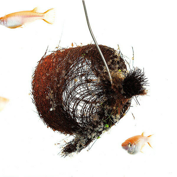 �������ܣݭ���� �þ� F-5783 ���ɡ�