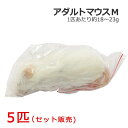 冷凍 アダルトマウス Mサイズ 5匹(4)
