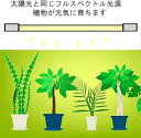 植物育成 直ぐに設置　簡易型（簡単設置）120cmLED蛍光灯＋スリム台座1灯用　電源配線コンセント付 (LED蛍光灯)太陽に一番近いフルスペクトル！植物の生育に安心・安全・最適で元気に育ちます