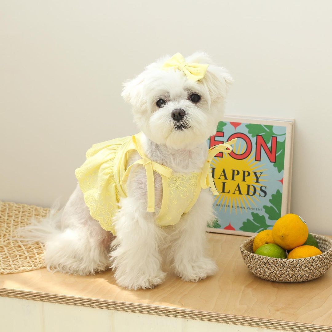 乐天商城 - 【ヘアクリップ付き！】ペット服 犬 服 いぬ ペット ペット用 ドレス お洋服 洋服 犬服 ブランド ドッグウェア ドッグ ペット用品 愛犬 コスチューム エレガント コスチューム ワンちゃんグッズ 犬用 誕生日 小型犬 中型犬 レース