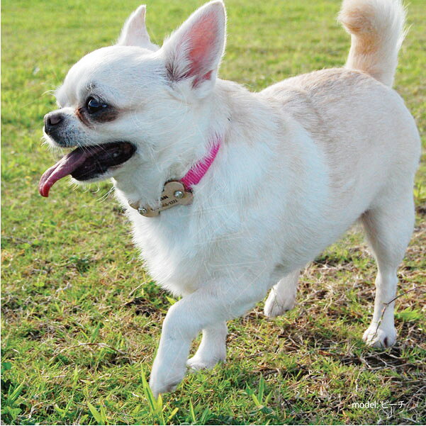 犬 迷子札首輪 Mサイズ ハッピーボーン首輪 中型犬 迷子札 超軽量 犬 いぬ 猫 ねこ...