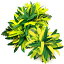 フラダンス衣装　髪飾り　花飾り　レフア　ヘアクリップ　イベント　フラ　アレンジ ヘアクリップ 　KC-199set　スパイダーリリークリップ（大小セット）　グリーンMIX