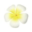 フラダンス衣装　髪飾り　花飾り　レフア　ヘアクリップ　イベント　フラ　YTMZ0301-WHITE　プルメリアクリップ3　ホワイト　白