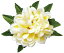 フラダンス衣装　髪飾り　花飾り　プルメリア　ヘアクリップ　イベント　フラ CL-35　アロハプルメリアクリップ　ホワイト　イエロー　白黄