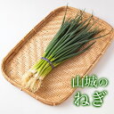 山城のねぎ 1kg(1キロ) 青ネギ 薬味 ネギ ねぎ 葱 青ねぎ 青葱 京都 野菜 京都産 減農薬 新鮮野菜 やさい お野菜 とれたて 新鮮 野菜宅配 お取り寄せ 焼きネギ 鍋 具材 鍋具材 美味しい おいしい 美味しいもの おいしいもの お取り寄せグルメ