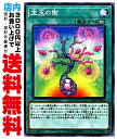 【中古】 [N] 宝玉の樹 (1_永続魔法/DP19-JP045)