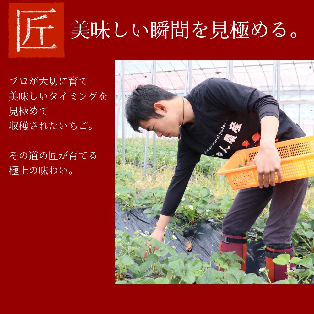 じゅん農産 女神の雫【プラチナ】 贈答用プレミアムいちご 大粒厳選 産地直送 岐阜...
