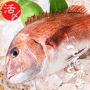 とれとれ市場　 活〆真鯛　丸物　1尾　約1.2kg　和歌山県産【自社養殖】　一部地域発送不可【A-009】