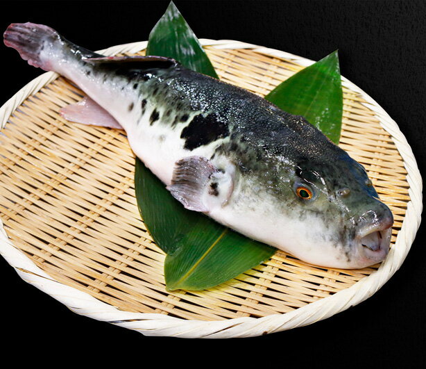 国産とらふぐ刺身　てっさ2～3人前アラ付　クール