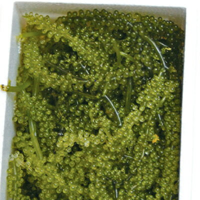 沖縄県産　海ぶどう[塩水漬け]（40g）特製ドレッシング付※常温便にて発送（クール冷蔵・冷凍便に同梱できません） toretore-10002767 とれとれ市場 サンプル画像2