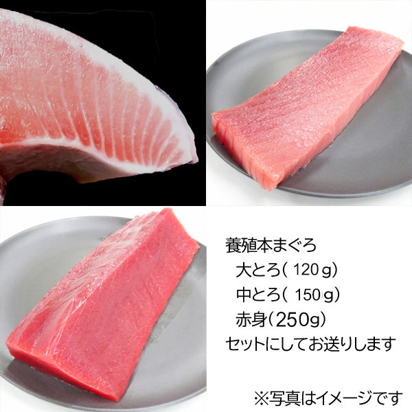 ●商品名 養殖生本まぐろ3種セット ●容量 大とろ(約120g)・中とろ(約150g)・赤身(約250g) ●商品説明 【送料無料】 和歌山県串本にて養殖された、一度も凍らせていない生の本まぐろです。 とれとれ市場のまぐろ解体ステージにて解体したての新鮮な本まぐろの大とろ・中とろ・赤身の短冊3種類をセットにして発送いたします。 他では味わえないまぐろの王様「生本マグロ」をぜひご家庭でお召し上がりくださいませ。 お刺身に最適です ●販売者 堅田漁業協同組合　（和歌山県白浜町） ●お届け不可地域 下記のお届け先地域は、当店から翌日にお届けできない地域のためご注文を受けることができません。 ※北海道・青森・秋田・岩手・沖縄・離島地域 ●賞味期限 発送日を含め2日間（要冷蔵）※お届け日中にお召し上がりください ※本まぐろの解体は土日限定のため、お届け日可能な日が日曜日または月曜日となります。 月・火・水曜日の注文は、最短の土曜日または日曜日の出荷 木・金・土・日曜日の注文は、翌週の土曜日または日曜日の出荷 例は下記をご参照ください。 ●消費期限　 発送日を含め2日間（要冷蔵）※お届け日中にお召し上がりください ●温度区分について　 ※冷蔵便のみ この商品は、他の冷蔵商品、または冷蔵で発送可能な常温商品といっしょにご注文の場合は1梱包にてお送りいたします。 常温商品、冷凍商品とのご注文の場合は、別梱包となりますので別途送料をいただきます。 ■ご購入金額に応じた送料の割引につきましては、自動計算されなくなっております。当店にてご注文確認後に訂正してご案内させていただきます。【送料無料】一度も凍らせていない生の本まぐろです。 とれとれ市場のまぐろ解体ステージにて解体したての新鮮な本まぐろの大とろ・中とろ・赤身の短冊3種類をセットにして発送いたします。 他では味わえないまぐろの王様「生本マグロ」をぜひご家庭でお召し上がりくださいませ。 お刺身に最適です。 消費期限　：　発送日を含め2日間（要冷蔵）※お届け日中にお召し上がりください