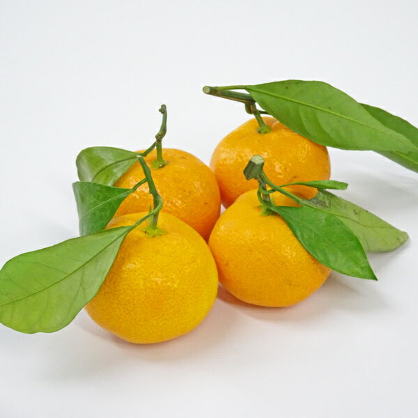 【自宅用】みかん屋の越冬葉付きみかん[紀南の葉付温州みかん]（2Sサイズ・約3kg）【送料無料※沖縄県は送料+600円・北海道へはお届けできません。】のサムネイル