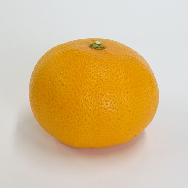 中山さんの美味しいみかん「せとか」約5kg自宅用