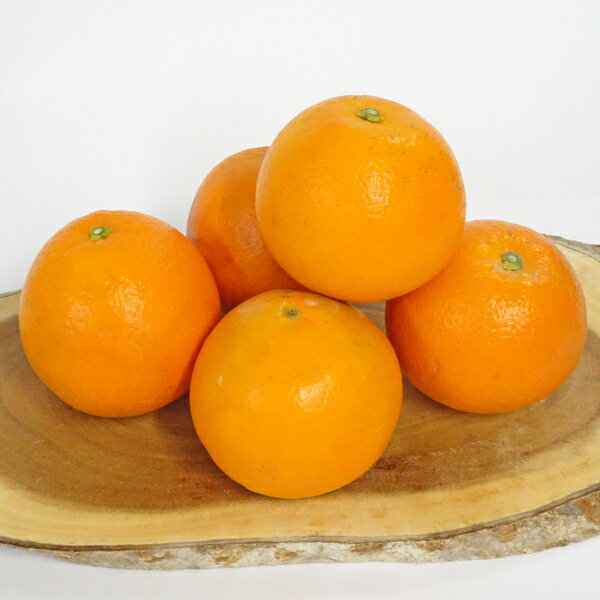 中山さんの美味しいみかん「ネーブル」約5kg自宅用または・進物用からお選びくだささい