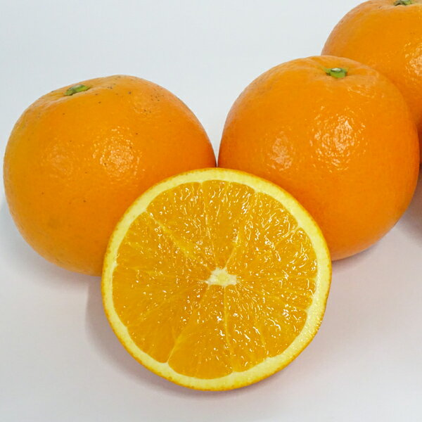 中山さんの美味しいみかん「ネーブル」約5kg自宅用または・進物用からお選びくだささい