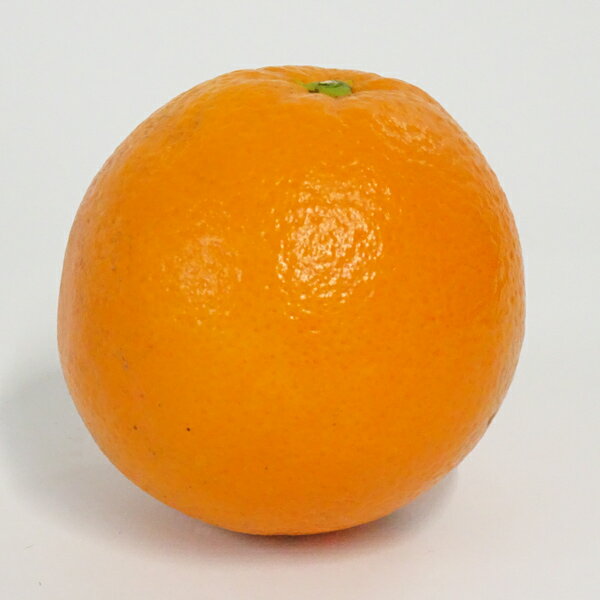 中山さんの美味しいみかん「ネーブル」約5kg自宅用または・進物用からお選びくだささい