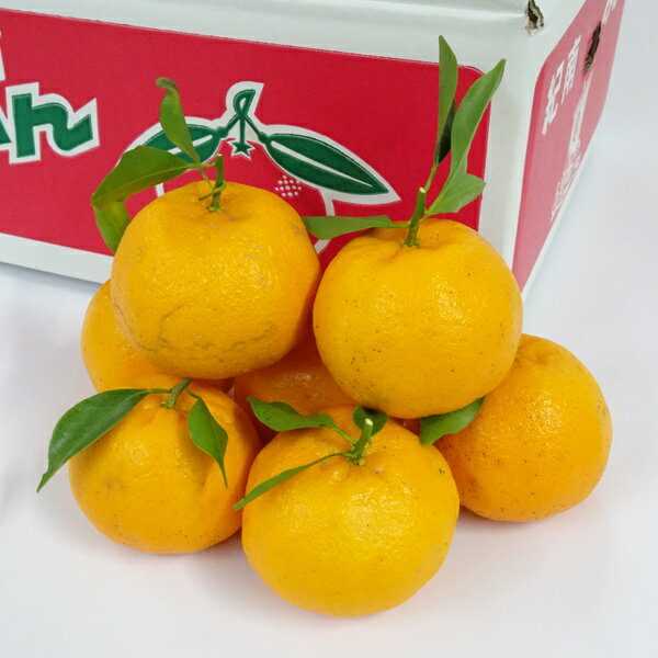 中山さんの美味しいみかん「ポンカン」（約5kg）自宅用または贈答・進物用からお選びくだささい【送料無料※沖縄県は送料+900円・北海道は送料+1200円】訳あり 自宅 進物 贈答 晩柑 農家 箱買い みかん 紀南みかん 和歌山 田辺市上秋津のサムネイル