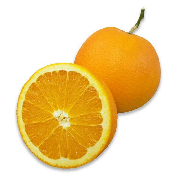 みかん屋のネーブルオレンジ　紀南のみかんオレンジ　2L～3Lサイズ　3kg・5kg　自宅用・用