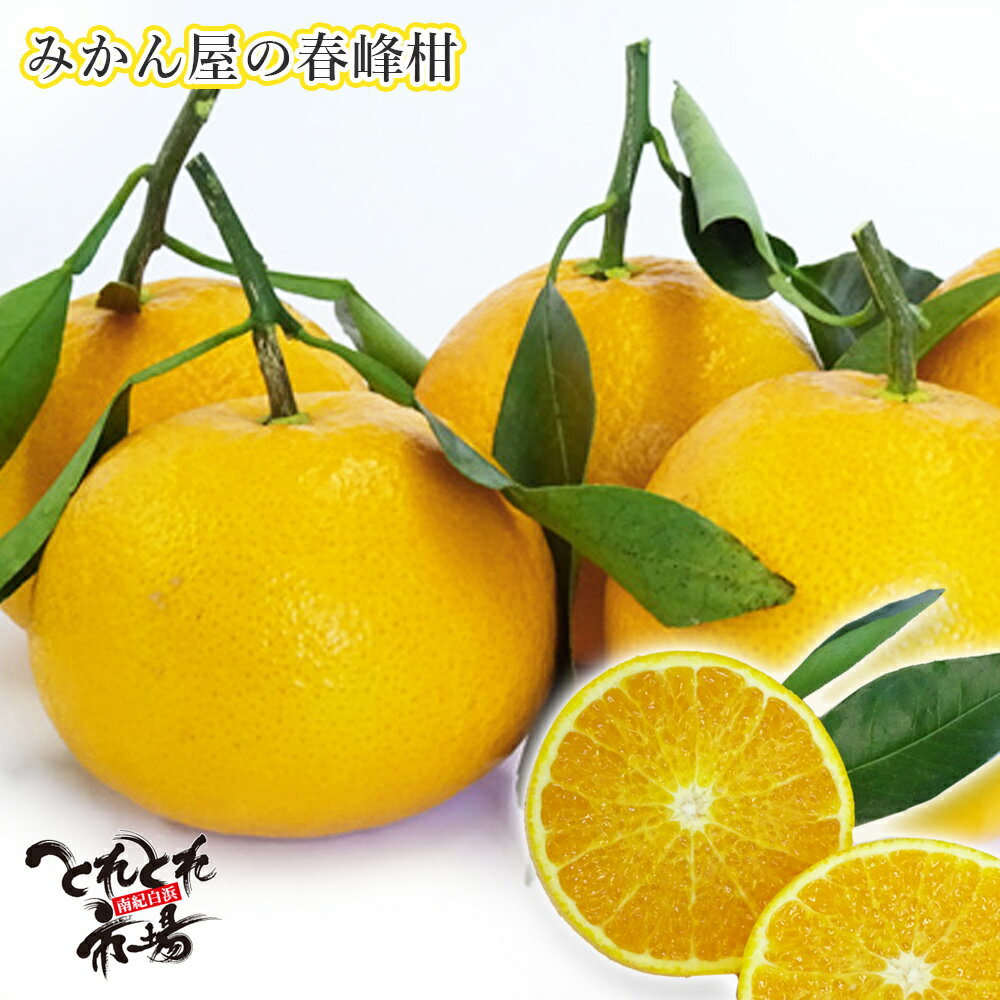 みかん屋の春峰柑しゅんぽう和歌山県紀南地域のみかん
