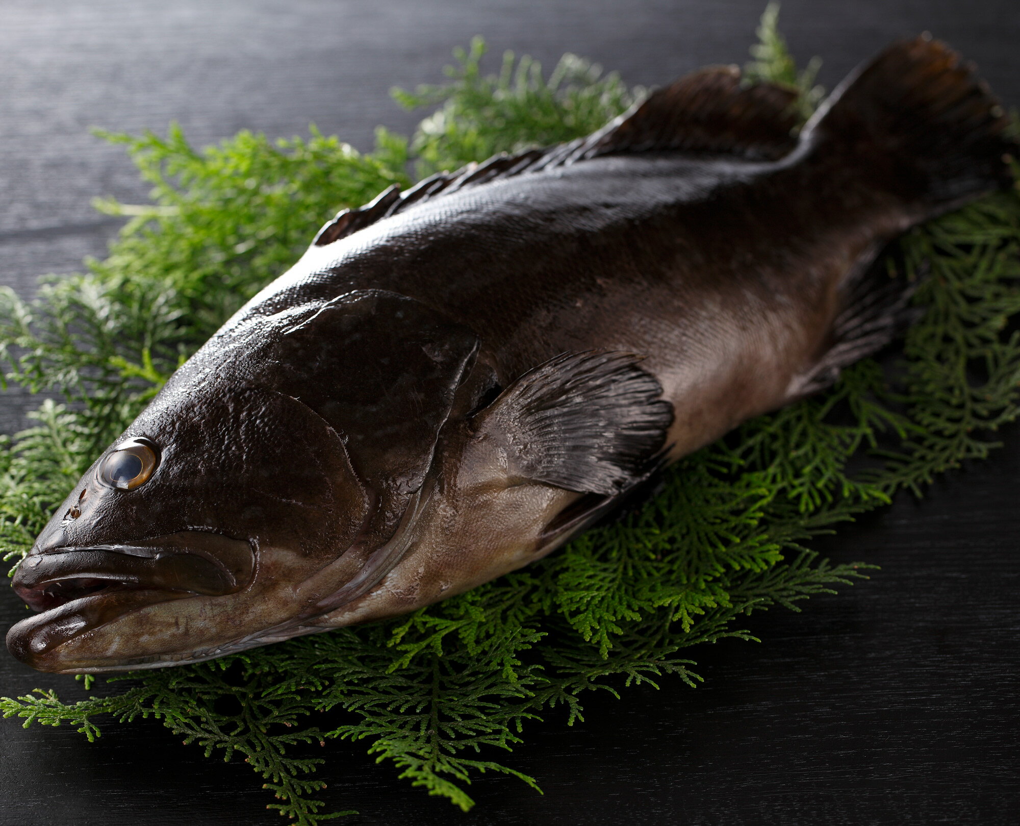 養殖鍋用くえ アラ付 　約500g身250g・アラ250gぽん酢袋付　クール