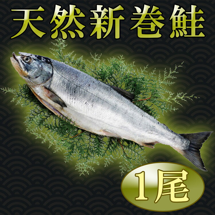 ギフト　送料無料北海道産　天然新巻鮭　秋鮭　1尾（約2kg）※化粧箱入※クール冷凍便※北海道・沖縄県 ...