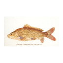 Thea Gouverneur クロスステッチ刺繍キット No.2045A 「Fish」(布:綿アイーダ/魚) オランダ テア・グーヴェルヌール 【取り寄せ/納期40~80日程度】