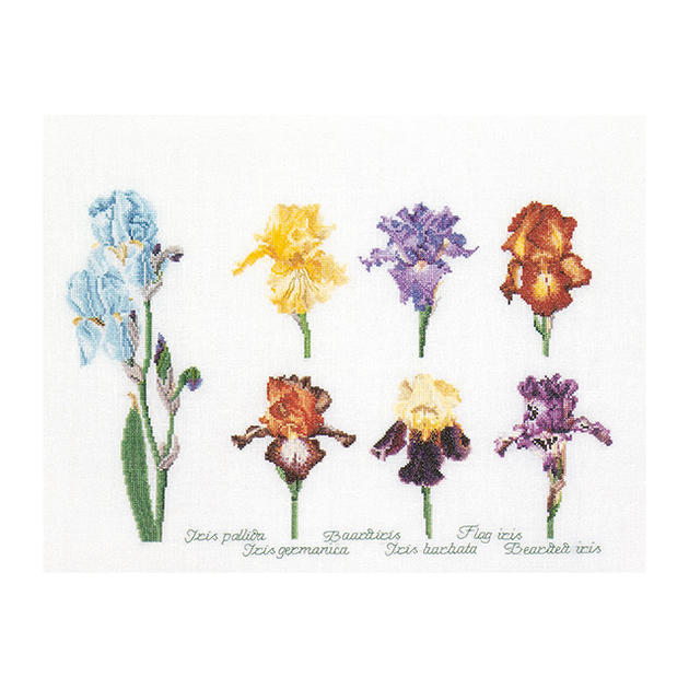 Rakuten - Thea Gouverneur クロスステッチ刺繍キット No.3051A 「Iris Panel」 布:綿アイーダ (アイリスのパネル 花) オランダ テア・グーヴェルヌール 【取り寄せ/納期40〜80日程度】