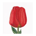 Thea Gouverneur NXXeb`hJLbgNo.521 uRed Darwin hybrid tulipv(Ԃ_[EBnCubh `[bv ) I_ eAEO[Fk[ y/[40`80xz