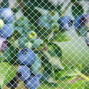 ベランダ 防鳥ネット 3×8m 鳥よけネット カラス 鳩 鳥害対策 防鳥防獣網 鳥除け 透明色ネット(結束バンド 15本付き)