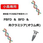 送料無料 | （簡易タイプ/2回目以降）小鳥の遺伝子検査キット PBFD + BFD(APV) + 鳥クラミジア(オウム病)　郵送型PCR法遺伝子検査