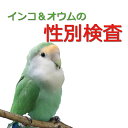 送料無料 | 自宅でできる！　郵送型　インコ・オウムの性別検査(簡易)