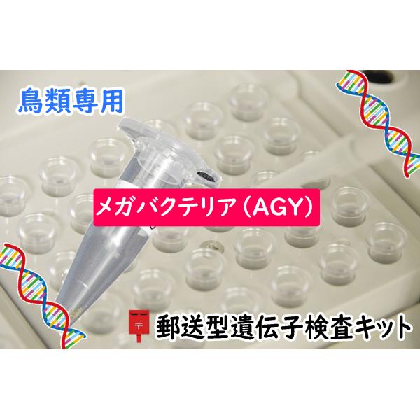 ●1キットにつき1羽の検査可能です ●検査キットには有効期限があります（約1ヶ月） 愛鳥の糞便を採取して郵送するだけで遺伝子検査を簡単に受けることができます 結果は検体受領日から10日以内にEメールでご連絡（書面OK） 検出方法　遺伝子検査法(PCR) 検査対象　通称メガバクテリア　（マクロラブダス） 検査試料　通常は「糞便」を選択して下さい [ ご注文から結果までの流れ ] 1.注文確認後、客様へ検査キットをお届け 2.愛鳥の糞便等を採取して検査機関へ郵送する（返送料無料） 3.検査機関にて検査機器で試料中の原因ウイルスや菌の遺伝子有無を検査 4.検査結果をメールにてお客様へご連絡 [注意] 本検査は一般飼い主向けです。獣医師の方は研究所ホームページよりお申し込み下さい 本検査キットは動物病院依頼経由と同じ試薬を使用していますが、法律の関係上、体外診断用医薬品ではなく（一般研究用・雑品）として販売しております 獣医師法により、検査結果に関わらず診断には獣医師による診察が必要です 愛鳥に対する健康興味関心へご利用ください ※本商品は検査精度「一般」のみの販売です。高精度・お急ぎなどの有料オプションは楽天市場の商品ページでは選択できません。