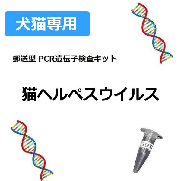 高感度なリアルタイム式PCR遺伝子検査を自宅で簡単に受けられる検査キットです 対象ウイルス　猫ヘルペスウイルス（FHV) 検体採取　鼻水、涙、歯肉部のいずれかを綿棒で拭ったもの 検査日数　標準7〜10日(当研究所で受領後) オプションで猫クラミジア検査も可能です、ご希望の方はオプション選択下さい 【利用方法】 1.注文後、郵送される検査キットを受け取る 2.同封マニュアルに従って検体を採取する 3.採取した検体を当研究所まで返送する（返送費　無料） 4.当研究所で検体受領後、所有検査機器にて該当ウイルスの有無を検出 5.検査結果をEメールにてご連絡（低リスク、中リスク、高リスクのいずれか） 【免責】 PCR法遺伝子検査は高感度な検査方式でですが検査結果を100％保証するものではありません 検査の結果、陽性であっても当研究所より治療薬などを処方することはできません 本検査は研究目的用であり、獣医療用ではありません。愛猫の健康管理にお役立てください ※本商品は検査精度「一般」のみの販売です。高精度・お急ぎなどの有料オプションは楽天市場の商品ページでは選択できません。