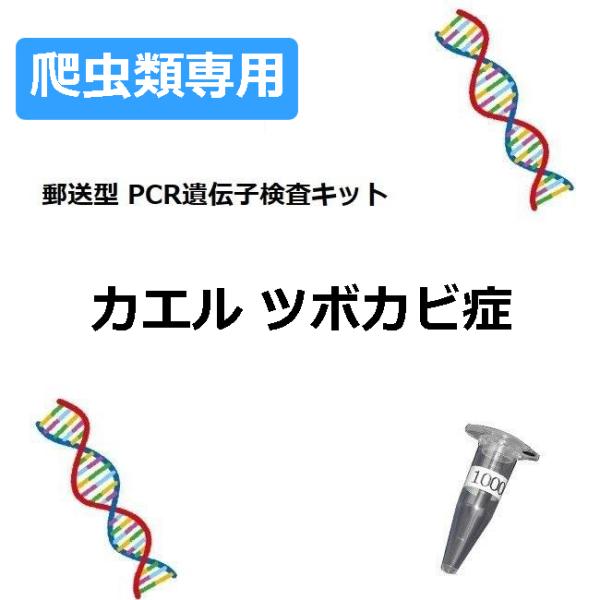 ●1キットにつき1羽の検査可能です ●検査キットには有効期限があります（約1ヶ月） ペットの糞便を採取して郵送するだけで遺伝子検査を簡単に受けることができます 結果は検体受領日から10日以内にEメールでご連絡（書面OK） 検出方法　遺伝子検査法(PCR) 検査対象　Batrachochytrium dendrobatidis (Bd) 検査試料　症状のある個所の綿棒ぬぐい液 [ ご注文から結果までの流れ ] 1.注文確認後、客様へ検査キットをお届け 2.愛鳥の糞便等を採取して検査機関へ郵送する（返送料無料） 3.検査機関にて検査機器で試料中の原因ウイルスや菌の遺伝子有無を検査 4.検査結果をメールにてお客様へご連絡 [注意] 本検査は一般飼い主向けです。獣医師の方は研究所ホームページよりお申し込み下さい 本検査キットは動物病院依頼経由と同じ試薬を使用していますが、法律の関係上、体外診断用医薬品ではなく（一般研究用・雑品）として販売しております 獣医師法により、検査結果に関わらず診断には獣医師による診察が必要です 愛鳥に対する健康興味関心へご利用ください ※本商品は検査精度「一般」のみの販売です。高精度・お急ぎなどの有料オプションは楽天市場の商品ページでは選択できません。