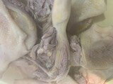 10本入り！親鳥蒸し骨付きモモ（Thigh with bone） toritake-10000383 大阪鶴橋とりたけ サンプル画像2
