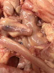 さえずり(食道、喉笛、気管)(首肉) 300g（Esophagus, throat, trachea) (neck)【国産】【冷蔵】【ネック】【希少品】