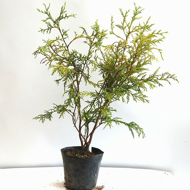 フィリフェラオーレア高さ30cm 15cmPOT